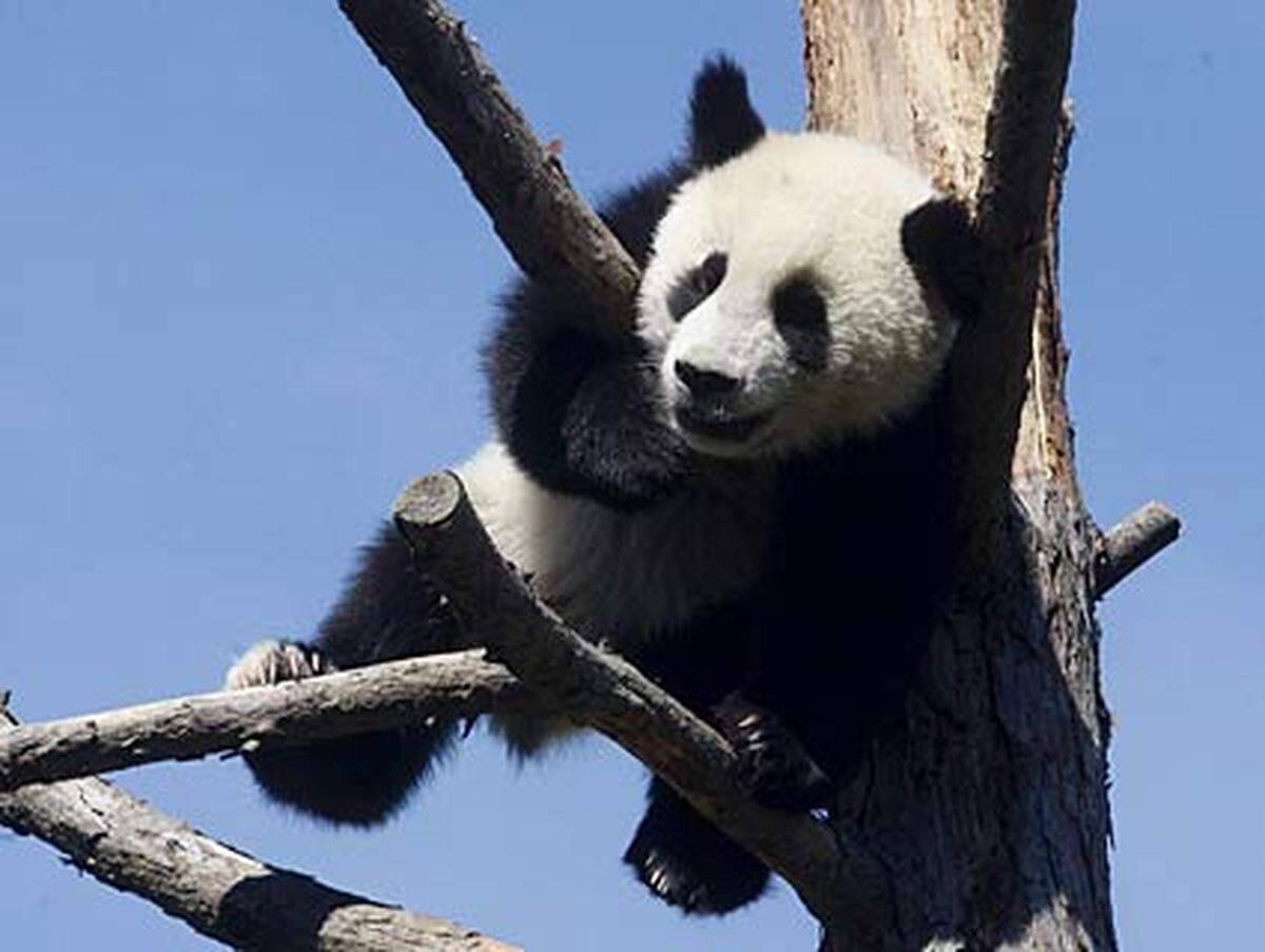 Stolze 18,5 Kilo bringt der ca. 1,2 Meter große Panda mittlerweile auf die Waage. Eine Besonderheit ist die weiße Hinterpfote des Kleinen auf der rechten Seite, normalerweise haben die Bären ausnahmslos schwarze Beine.