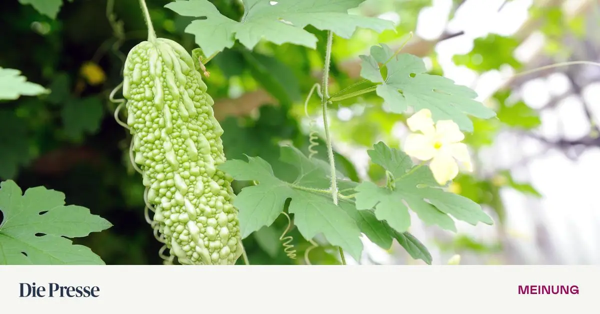 Warum-gibt-man-jemandem-die-Gurke-