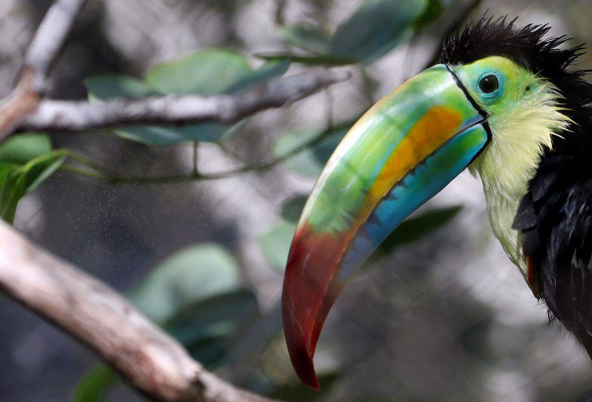 Der Kielschnabeltukan sticht aufgrund seines farbigen Schnabels besonders ins Auge. Er ist im Süden Mexikos sowie im Norden von Kolumbien und Venezuela zu Hause. Außerdem ist er der Nationalvogel von Belize. Hier kann man ihn nicht nur am Festland, sondern auch auf den Inseln wie Ambergris Cay sichten.