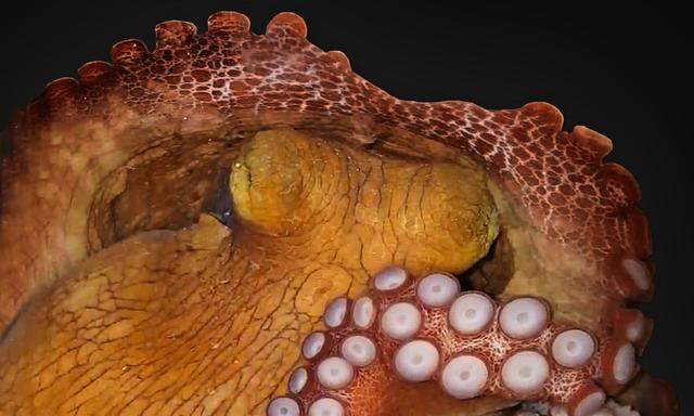 Man sieht seine Hirnaktivität an den Farben der Haut: schlafender Octopus insularis.