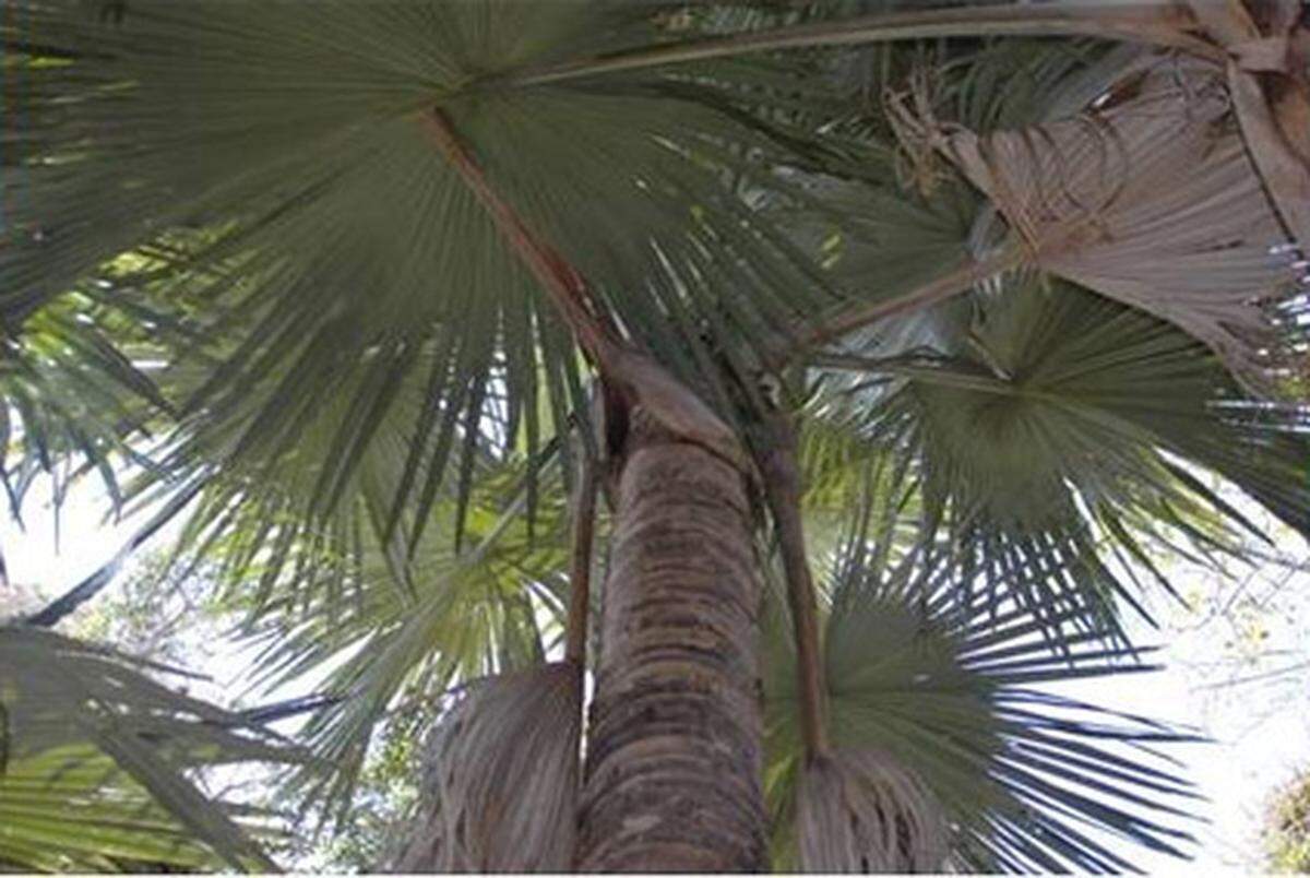 Die Tahina-Palme (Tahina spectabilis) wurde im Nordwesten Madagaskars entdeckt. Sie trägt nur ein einziges Mal in ihrem Leben Früchte, wobei sie sich buchstäblich zu Tode blüht. Verwandtschaft gibt es keine mit den anderen 170 Palmenarten auf der Insel. Aufgrund ihrer Einzigartigkeit nahm die ASU diese "Suizid-Palme" in ihre Liste auf.