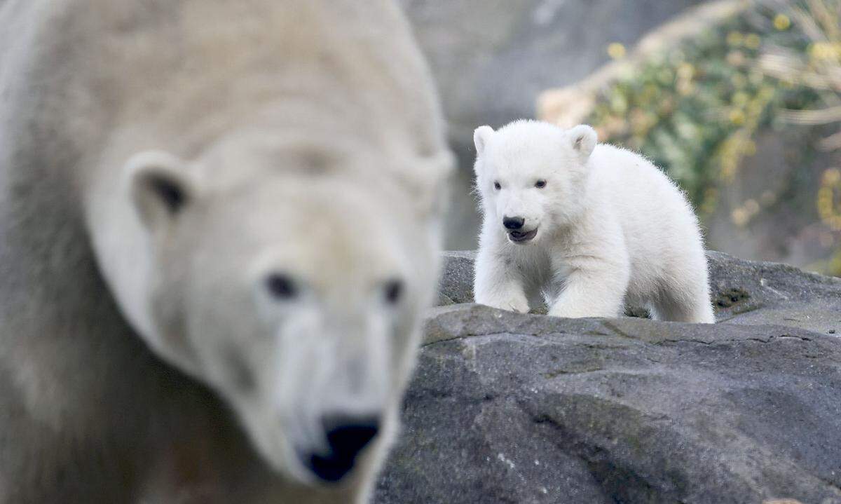 24. Februar: Ein Star ist es im Tiergarten Schönbrunn bereits, bald ist das kleine Eisbärenmädchen auch nicht mehr namenlos. Über 17.600 Namensvorschläge sind bereits eingegangen. Am Donnerstag, dem Welteisbärentag, wird der Name verkündet.