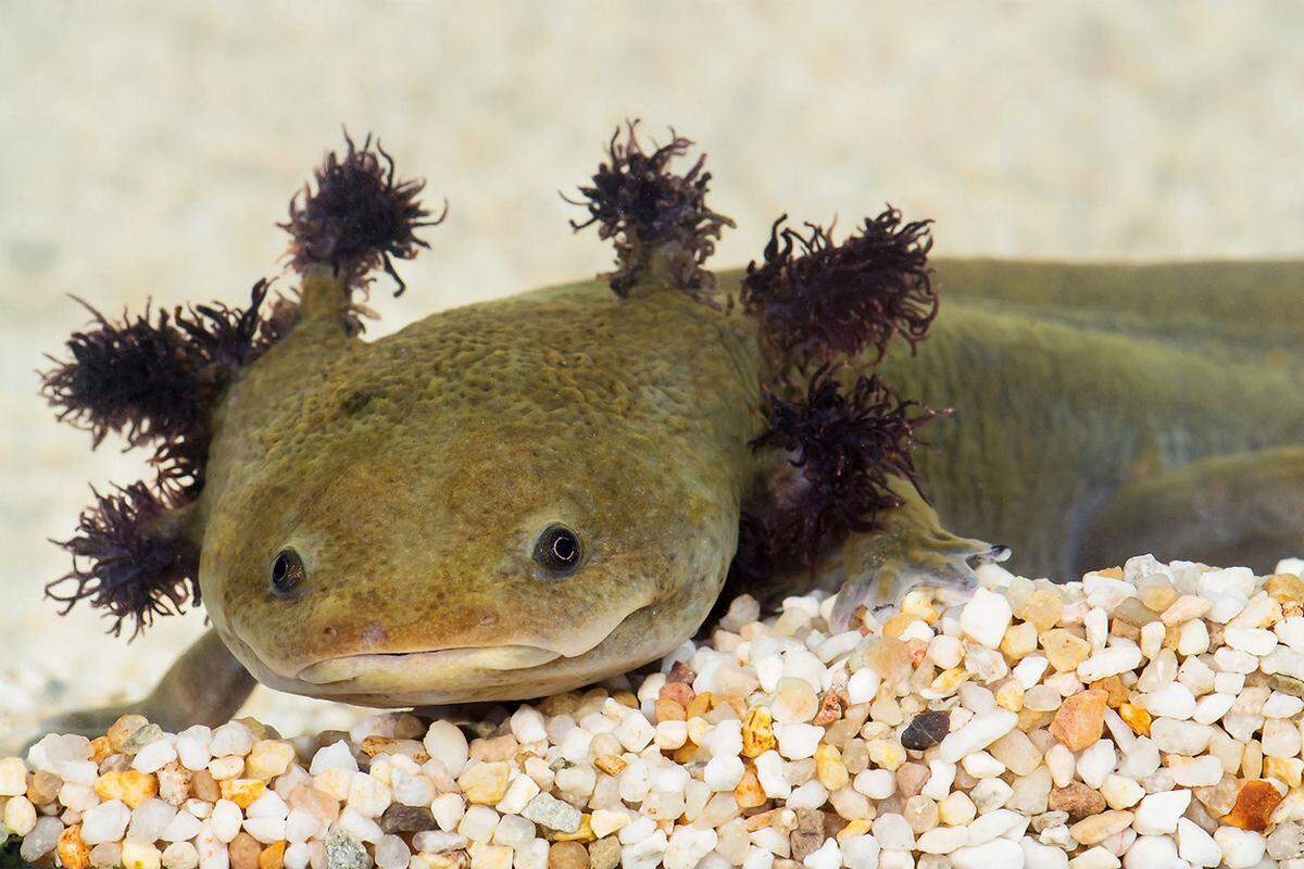 Skurill ist die Geschichte des "Dumeril Querzahnmolch": Er stammt aus Mexiko. Dort lebte er aber in einem einzigen See im Landesinneren. "Als in dem See neue Fischarten eingesetzt wurden, dezimierten sie den Molch schnell", erzählt Anton Weissenbacher, Zoologischer Abteilungsleiter im Tiergarten Schönbrunn. Doch sie würden gerettet.