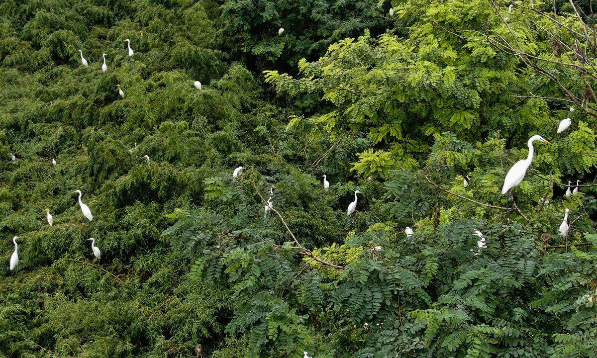 Und mit diesem Neuzugang haben Tierschützer ihre Freude. Die Zugvogelschutzgebiete entlang der Küste des Gelben Meeres in China sind nun ebenfalls Teil der Unesco-Liste. Das Schutzgebietsnetzwerk ist ein wichtiger Rast- und Überwinterungsplatz für zahlreiche Zugvögel aus 22 Ländern.