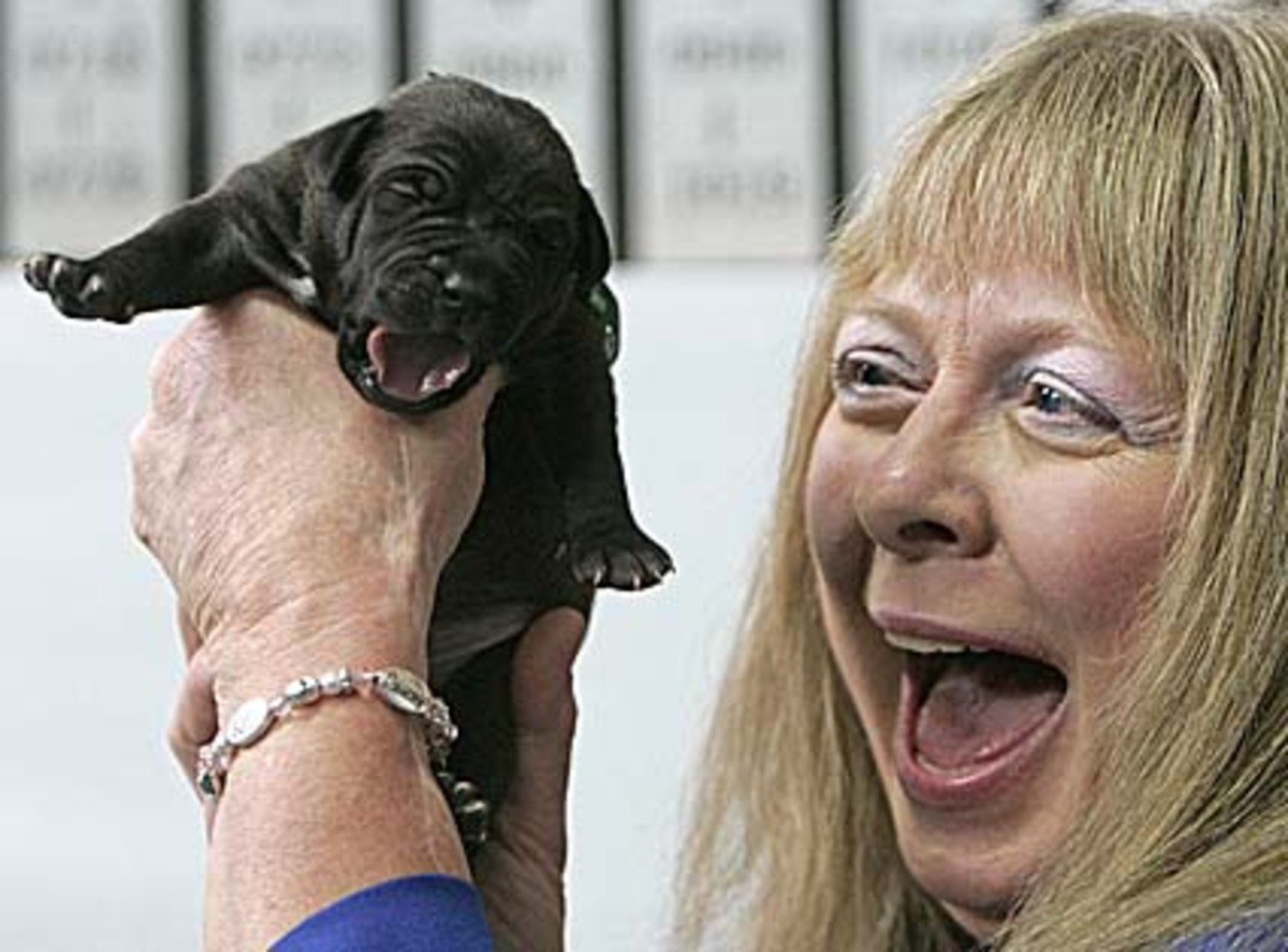 Bernann McKinney war von ihrem faltigen Bullterrier Booger so angetan, dass sie ihn in Korea klonen ließ. Mit Erfolg.