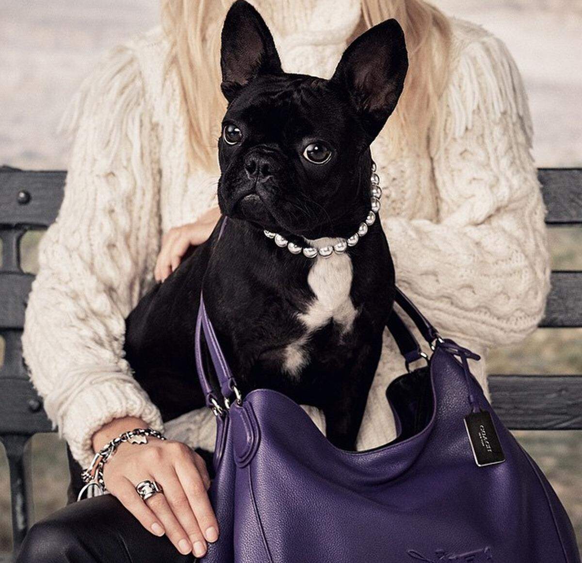 Auf den Hund gekommen sind nicht nur die Designer, sondern auch das New Yorker Taschenlabel Coach. Der erste Vierbeiner der "Coach Pups"-Kampagne, genannt Miss Asia Kinney, hat eine prominente Besitzerin. Und zwar Lady Gaga.