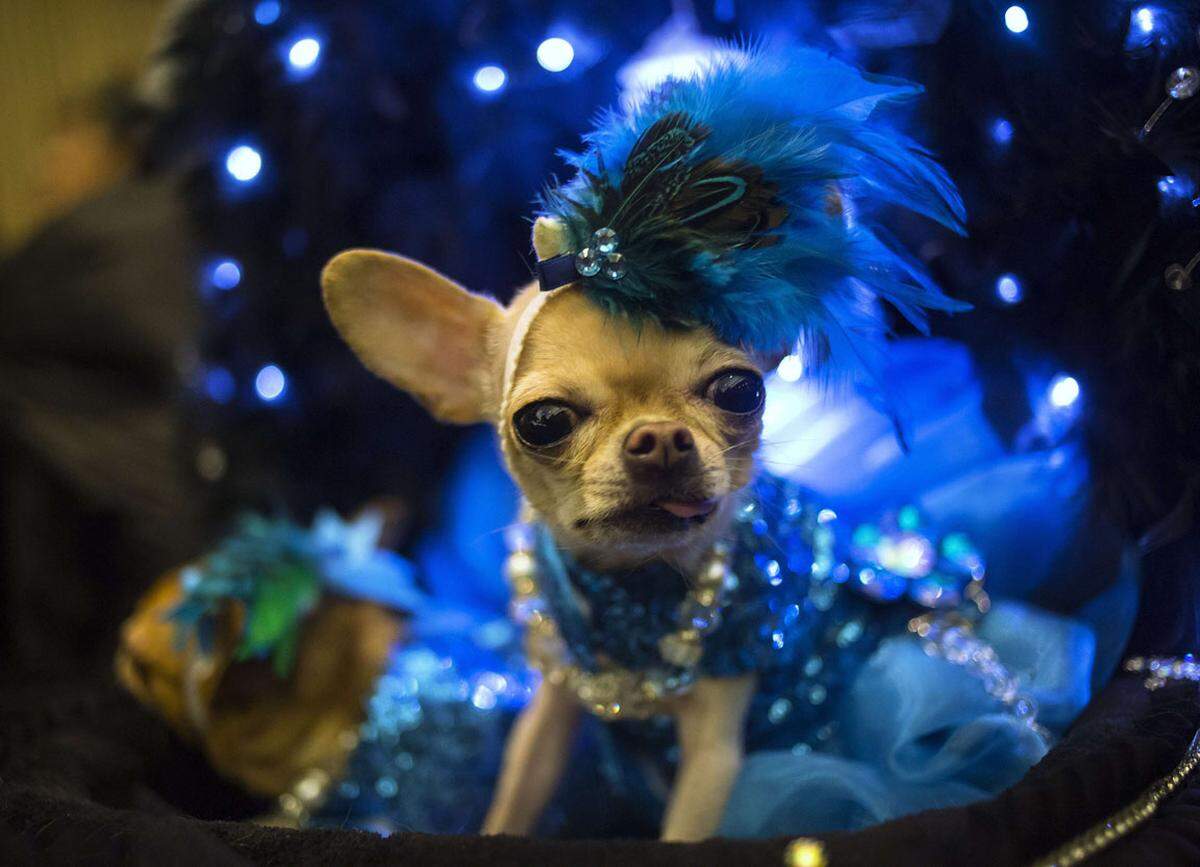 Als Showgirl wurde dieser Chihuahua inszeniert.