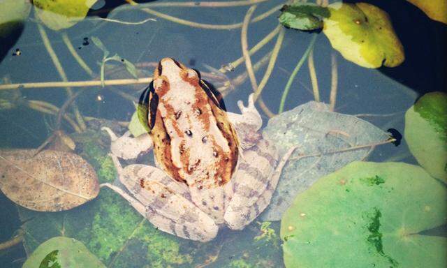 Dieser Grasfrosch fühlt sich im Teich besonders wohl.