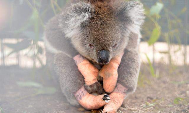 Dieser Koalabär hatte Glück im Unglück.