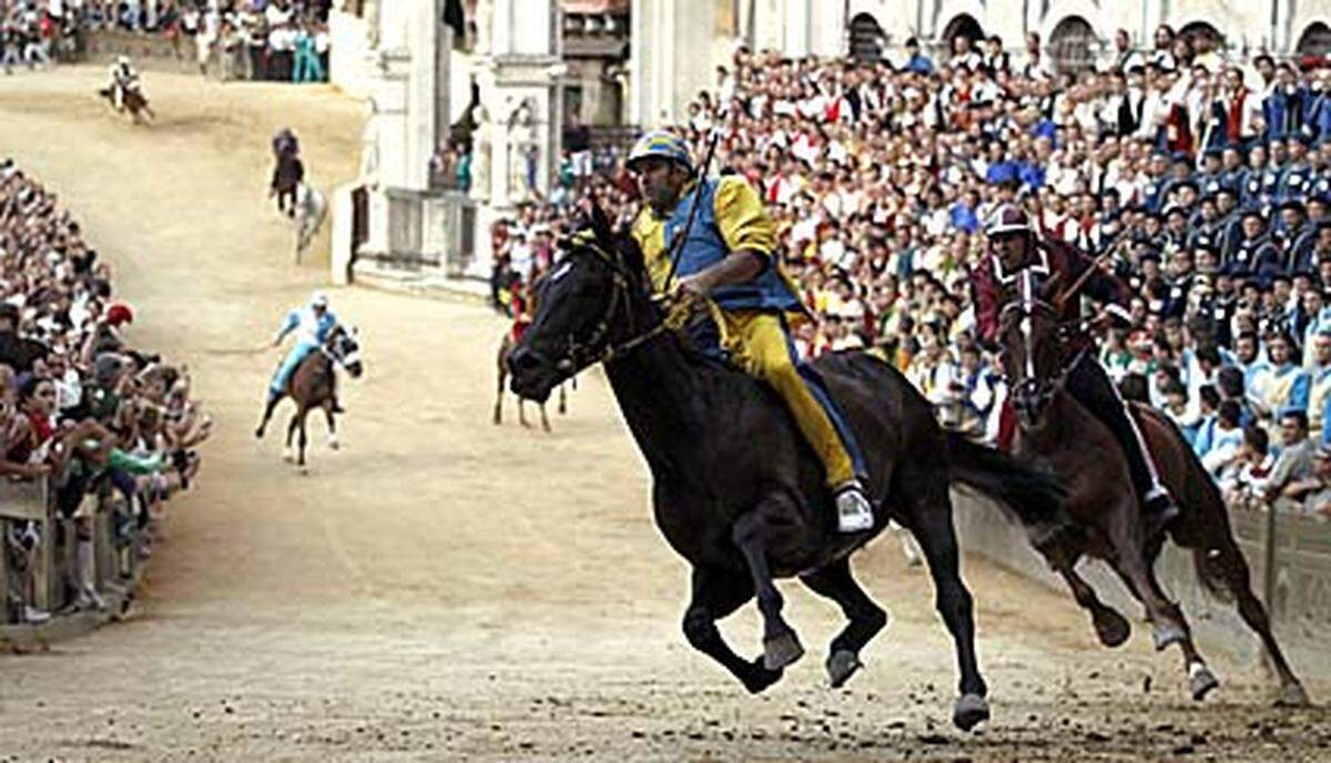 Bei dem halsbrecherischen Rennen kann eines der ungesattelten Pferde auch gewinnen, wenn es ohne den zu Sturz gekommenen Reiter ins Ziel gelangt. Im Bild: Luigi "Trecciolino" Bruschelli liegt auf Istriceddu in Führung.