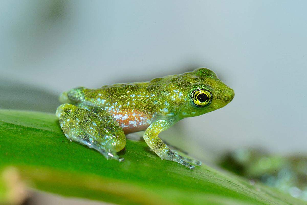 Die Zoobesucher hätten meist den Eindruck, all diese Tierarten seien schon gut erforscht. Doch der Alltag der Züchter zeigt das Gegenteil. Auch bei dem kleinen Winkerfrosch hatte noch kein Mensch je den Laich in freier Natur gesehen. In Schönbrunn gelang die weltweit erste Nachzucht.