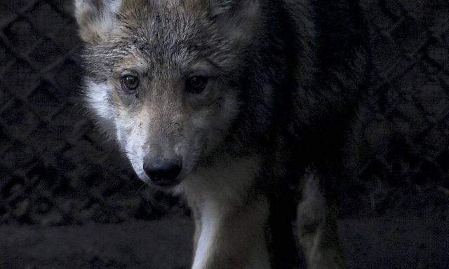 Archivbild: Ein Wolf, aufgenommen in einem Mexikanischen Zoo