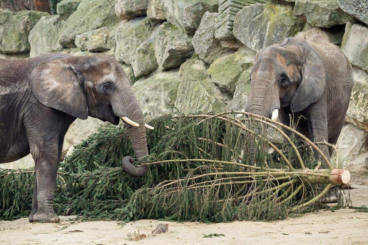 14. Jänner: Es ist gewissermaßen das traditionelle, aber doch etwas verspätete Weihnachtsmenü für die Elefanten im Schönbrunner Tiergarten: Am Dienstag haben die Dickhäuter wieder die Reste des Schloss-Christbaums vorgesetzt bekommen.