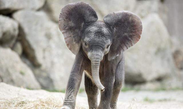 Das Elefantenmädchen wurde im Juli geboren: Ihre Lautäußerungen werden täglich von Mikrofonen registriert.