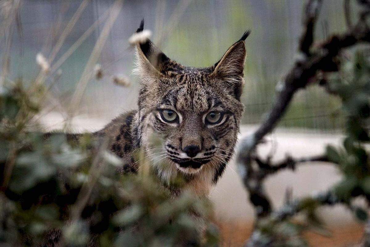 Der Luchs kehrt nach Mitteleuropa zurück, nachdem er fast 100 Jahre verschwunden war. Etwa zwei Dutzend Luchse leben wieder im Bayrischen Wald und angrenzenden Böhmerwald. Auch in Österreich wurden heuer im Nationalpark Kalkalpen ein männliches und ein weibliches Jungtier ausgesetzt.