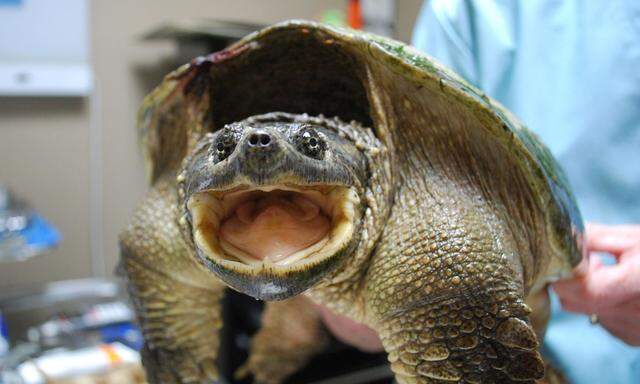 Eine Schnappschildkröte im Trauma-Zentrum. 70 Prozent der Patienten können wieder ausgesetzt werden.