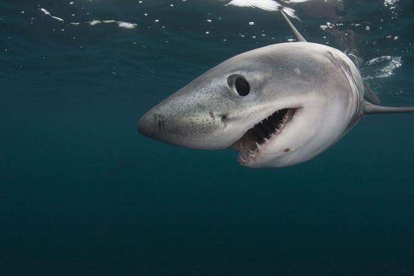 Haie: Auf der Internationalen Artenschutzkonferenz CITES wurde im März der Schutz von fünf bedrohten Hai-Arten beschlossen. Heringshai (Bild), ....