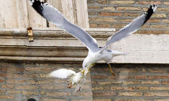 Nachdem die Taube nach dem Angelusgebet freigelassen wurde, attackierte sie eine Möwe (im Bild) sowie eine Krähe.