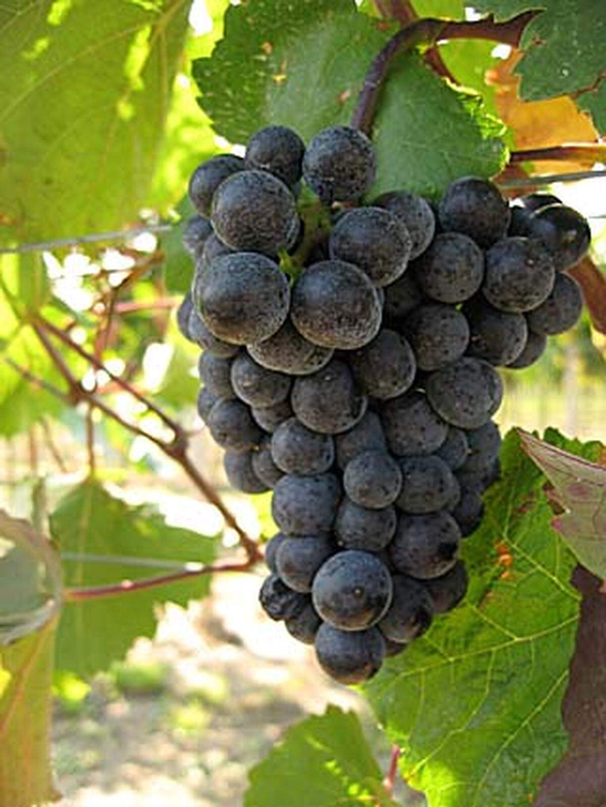 Belohnt wird man für die sanften Strapazen mit süßen Trauben aus den Weingärten - heimlich gestibitzt schmecken sie noch besser.