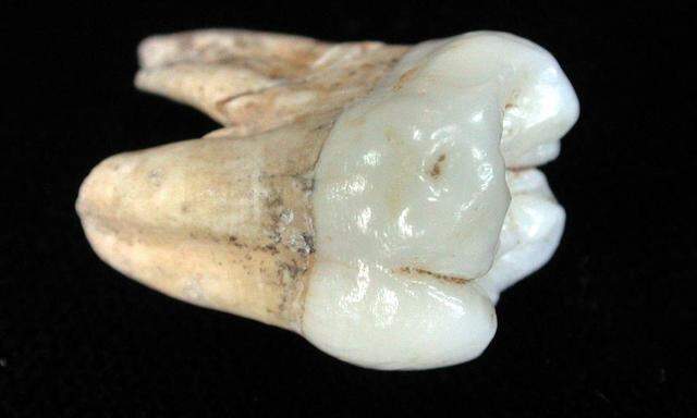 Zahn eines Neandertalers