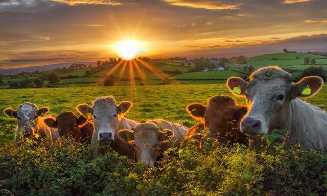 In Irland leben mehr Rinder als Einwohner. Die Agrarzählung aus dem Jahr 2019 nannte die Zahl von 6,5 Millionen Rinder.  