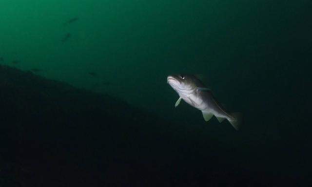 Die Quecksilber-Belastung von Fischen aus arktischen Seen variiert stark. 
