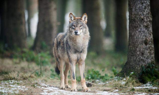 Wie viele Wölfe leben in Österreich? Die Angaben schwanken zwischen 13 und 18 Tieren.
