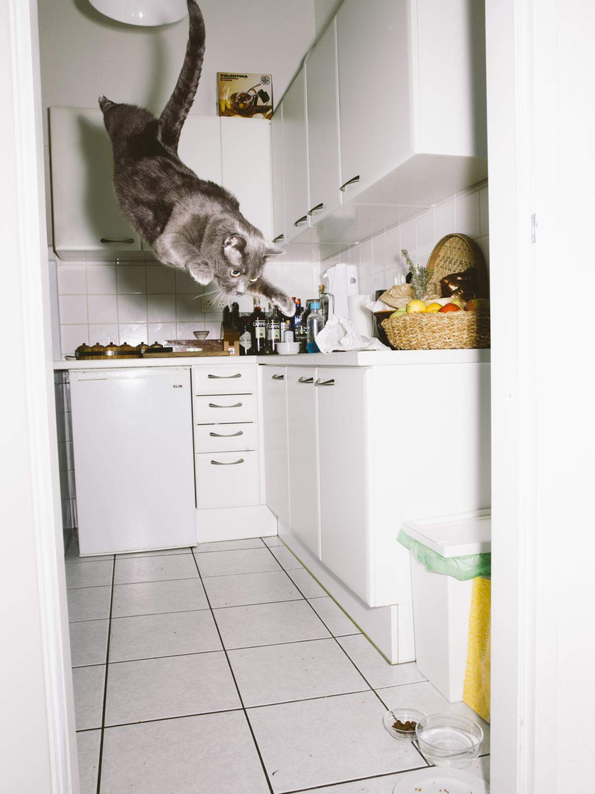 Es habe teilweise gedauert, das Vertrauen der Katzen zu gewinnen, sagt Gebhart de Koekkoek.