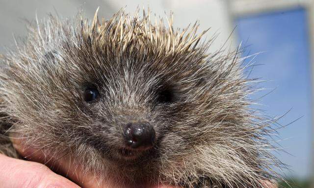 „Schwitz koan Igel!“