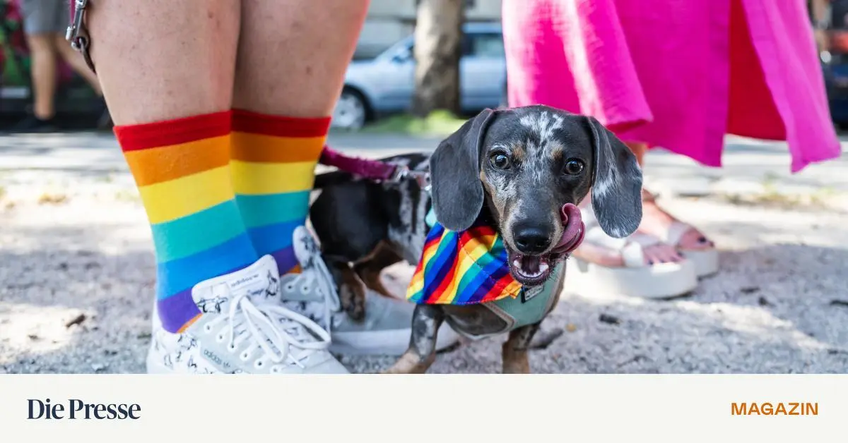 Vienna-Pride-Was-geht-es-mich-an-wen-andere-lieben-premium-