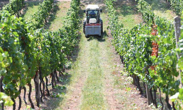 Die Weinmenge dürfte sich heuer bei rund 2,3 Millionen Hektolitern einpendeln.