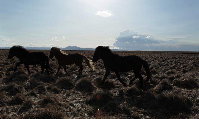 Horses run near the town of Sulfoss, Iceland as a volcano in Eyjafjallajokull erupts