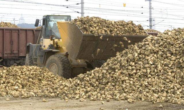 Die Zuckerrüben-Anbaufläche in Österreich sinkt aufgrund niedrigerer Preise und Schädlingsbefall durch den Rübenrüsseler seit Jahren kontinuierlich