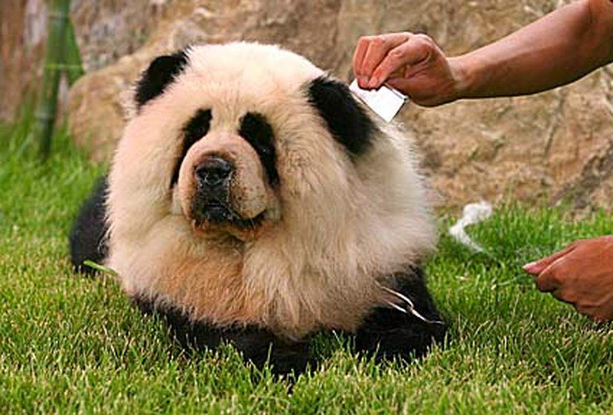 Die Haltung der falschen Pandas ist nicht sehr aufwändig, ist doch das Futter in jedem Supermarkt zu erstehen.