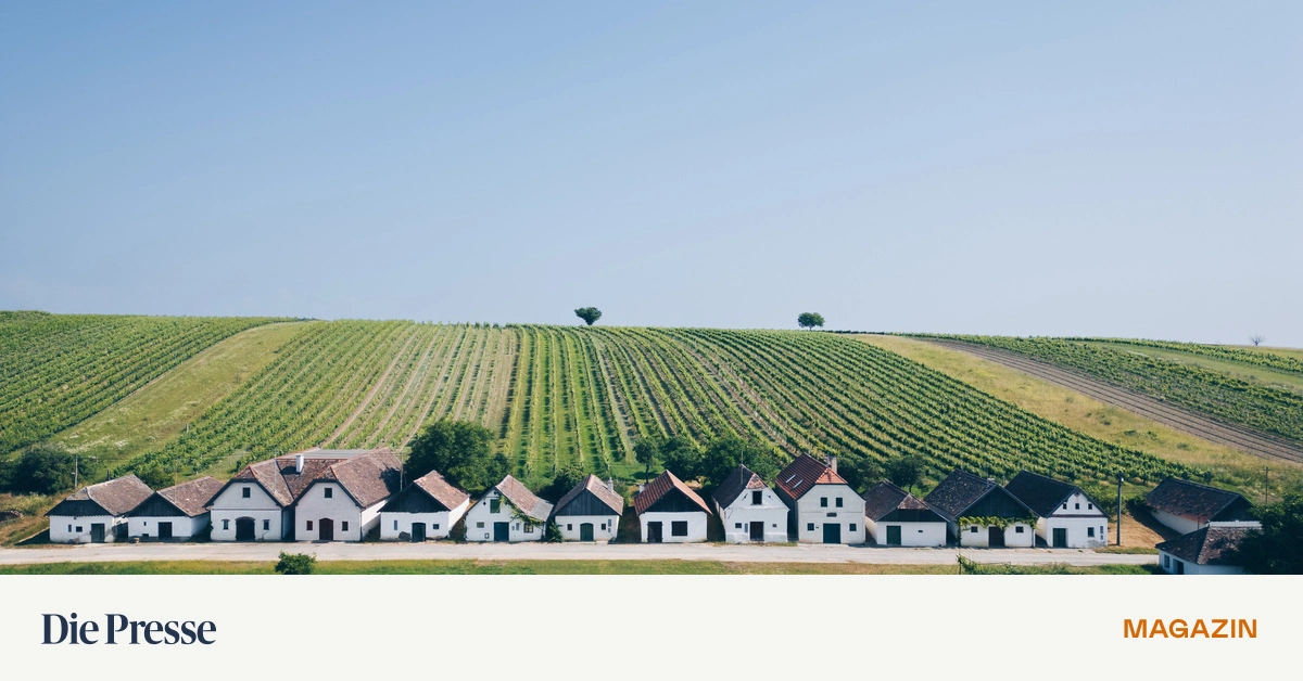 Ein-Haus-im-Weingarten-aber-bitte-nach-Vorschrift-premium-