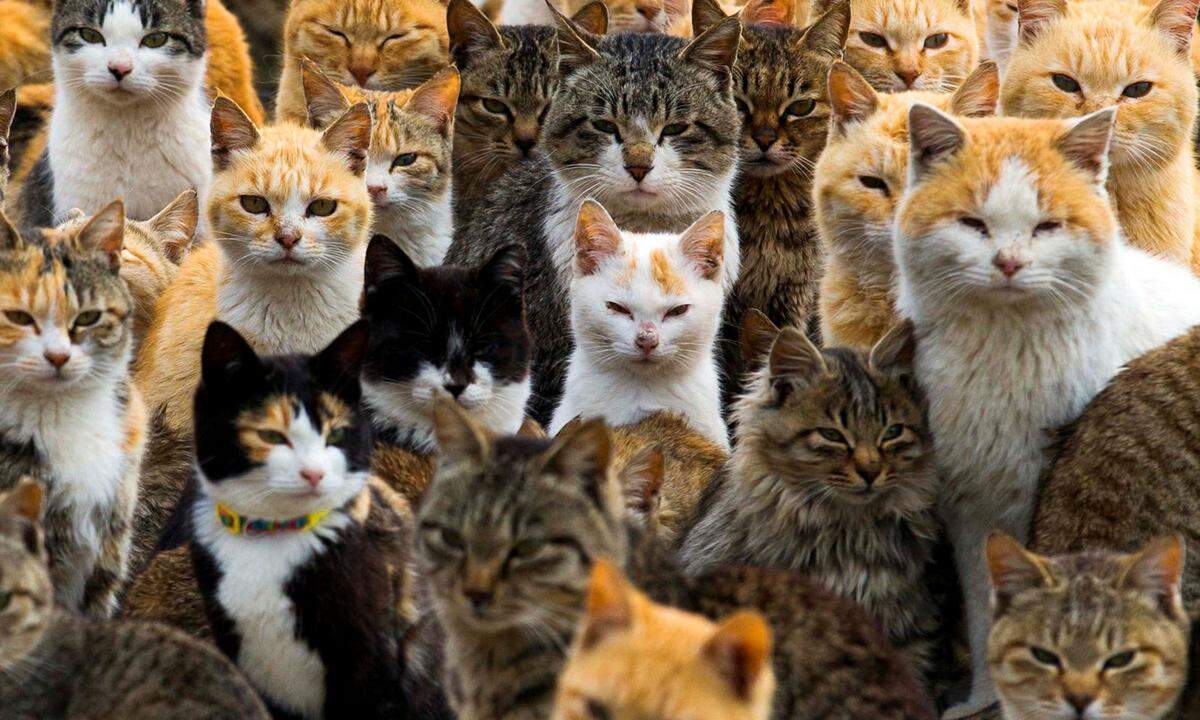 25. Februar 2015. Auf der japanischen Insel Aoshima haben die Katzen das Sagen, sie sind im Vergleich zu den rund 20 menschlichen Bewohnern bei Weitem in der Überzahl. Die kleine Insel ist deshalb bei Katzen-affinen Touristen äußerst beliebt.