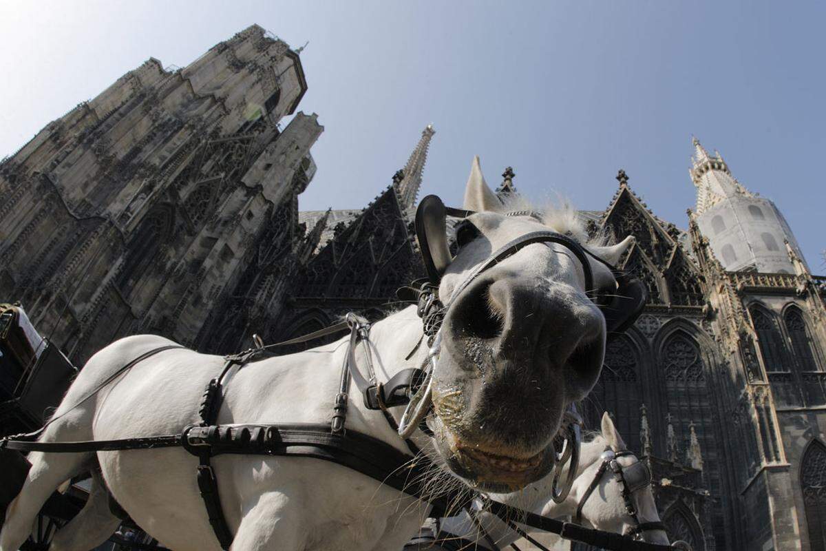 Zwischen Pferdeapfelaroma und Einkaufsmeile dreht sich der Stephansdom in den Himmel. Der Dom ist eines der wichtigsten gotischen Bauwerke in Österreich. Trotz seiner bemerkenswerten Höhe von 136,4 Meter ist das Fundament des Südturms weniger als 4 Meter tief.