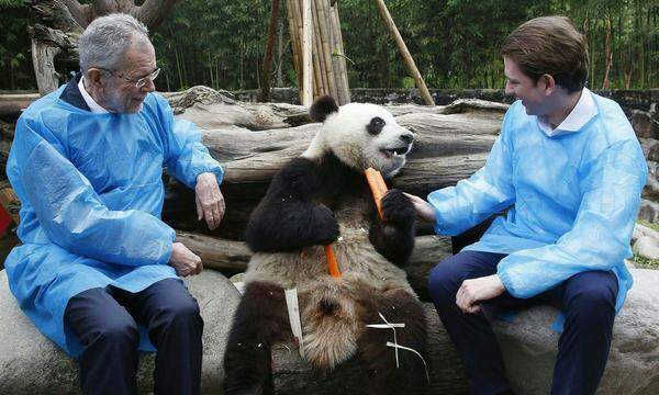 ...und zu Besuch bei einem Panda während der China-Reise mit Van der Bellen. Selbst der Panda scheint nur Augen für Kurz zu haben.