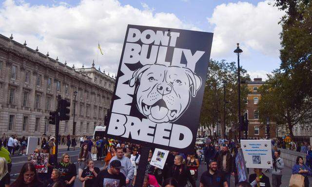 Hundehalter protestieren gegen das Vorhaben der britischen Regierung, die Rasse American Bully XL zu verbieten. 