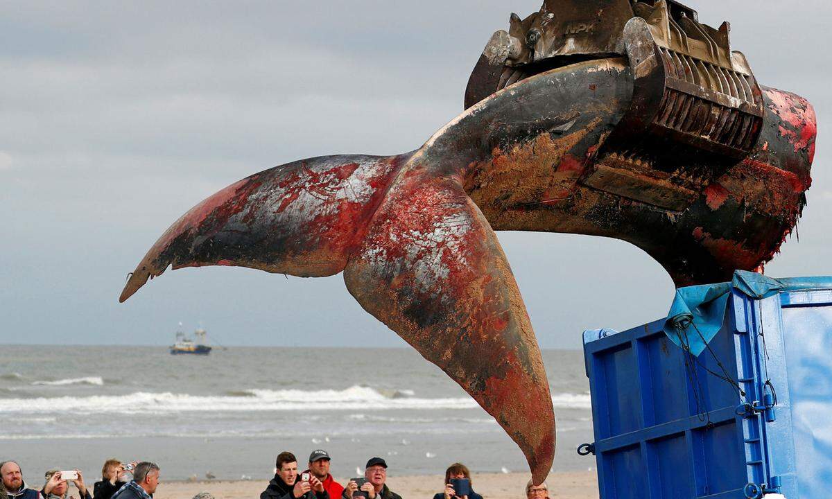 25. Oktober. Ein 18 Meter langer Finnwal-Kadaver strandete an der belgischen Küste. Noch vor Ort begannen Forscher mit der Autopsie des Tieres. Der Rest wurde kurzerhand entsorgt.