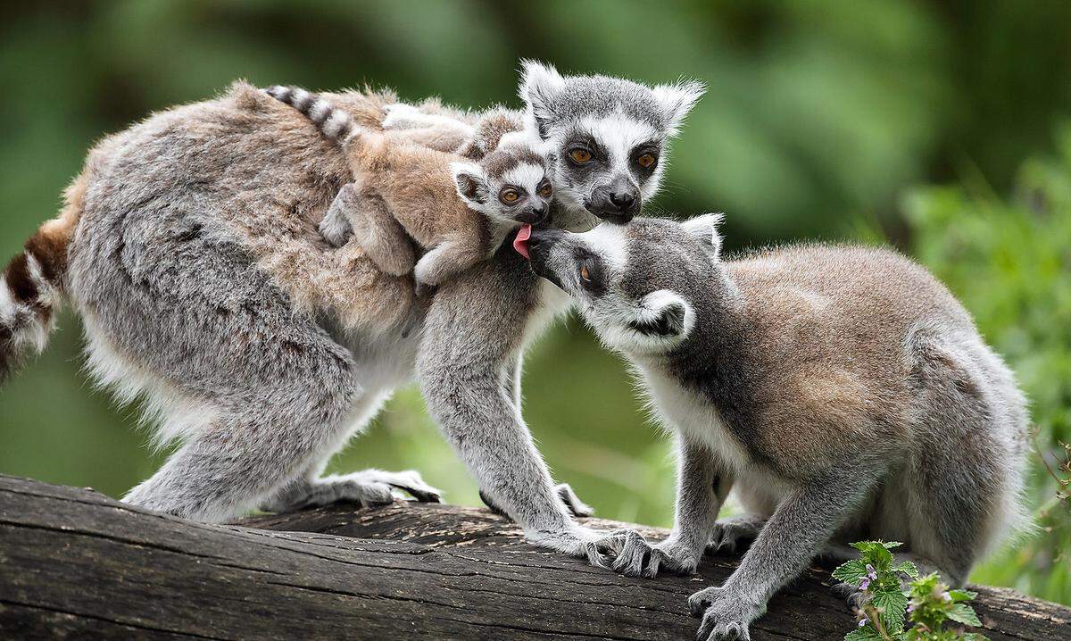 7. April. Auch ohne Besucher geht das Leben im Tiergarten Schönbrunn weiter: Am 21. März gab es bei den Kattas Nachwuchs. Das Kleine, dessen Geschlecht noch nicht bekannt ist, wog bei der Geburt nur rund 70 Gramm. Am Anfang hängen Katta-Jungtiere am Bauch der Mutter und schlafen die meiste Zeit. Seit etwa eineinhalb Wochen klettert das Jungtier schon auf ihren Rücken und schaut sich die Umgebung an.  