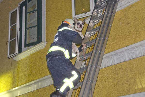 Erst nachdem dichter Rauch ins Gebäude eingedrungen war, hätten die Mieter den Ernst der Lage erkannt - im letzten Augenblick. Sieben Personen mussten über Feuerwehrleitern gerettet werden.