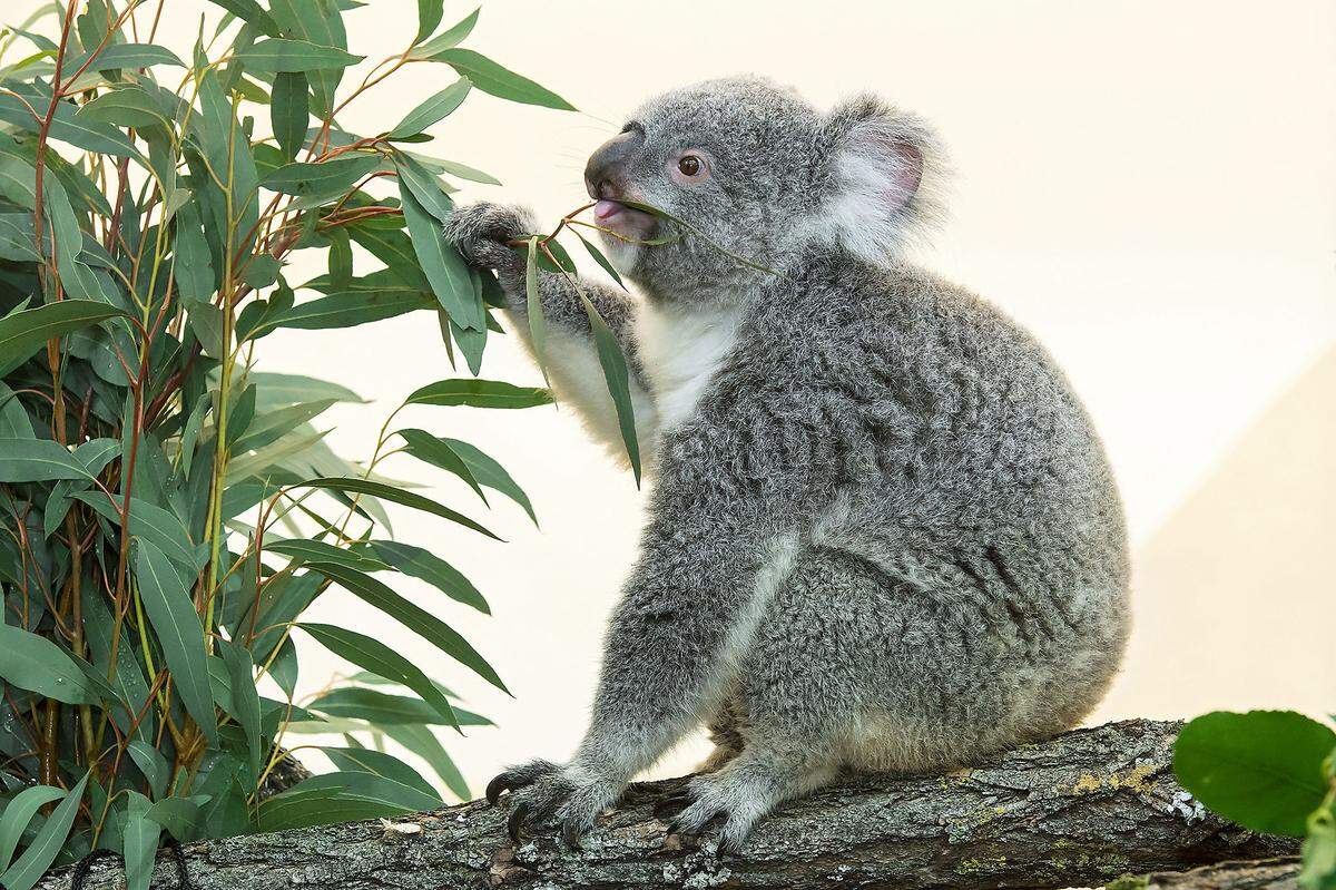 Koalas sind Einzelgänger. "Bunji" und "Wirri Wirri" bewohnen daher eigene Gehege, haben aber Geruchs- und Sichtkontakt. Mit zwei bis vier Jahren werden Koalas geschlechtsreif. Der Tiergarten hofft auf Nachwuchs.  