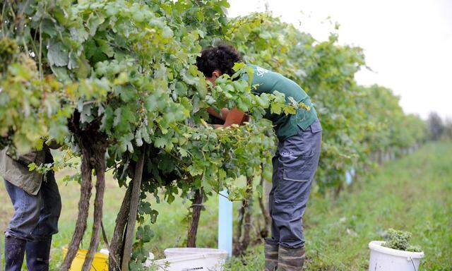 Die Lese im Herbst wird heuer nicht so ergiebig ausfallen – in der Steiermark rechnet man mit Ausfällen bis zu 90 Prozent.