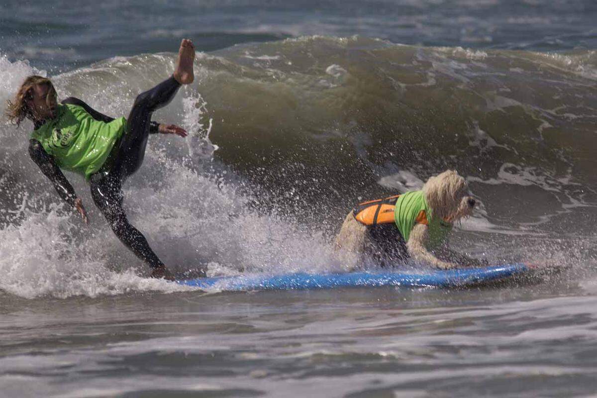 Dog Surfing Competition 2016