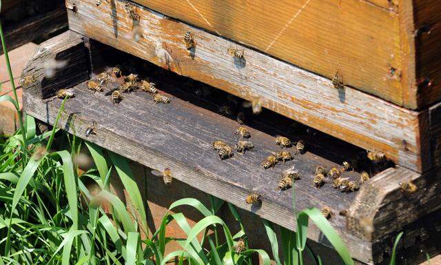 Emsige Bienen, guter Honig ist hierzulande nicht schwer zu bekommen.