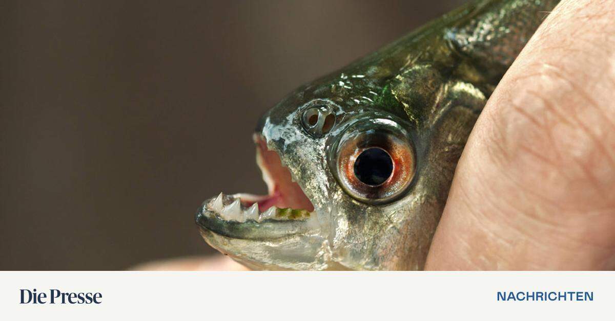 Piranha-Nachwuchs Im Haus Des Meeres | DiePresse.com