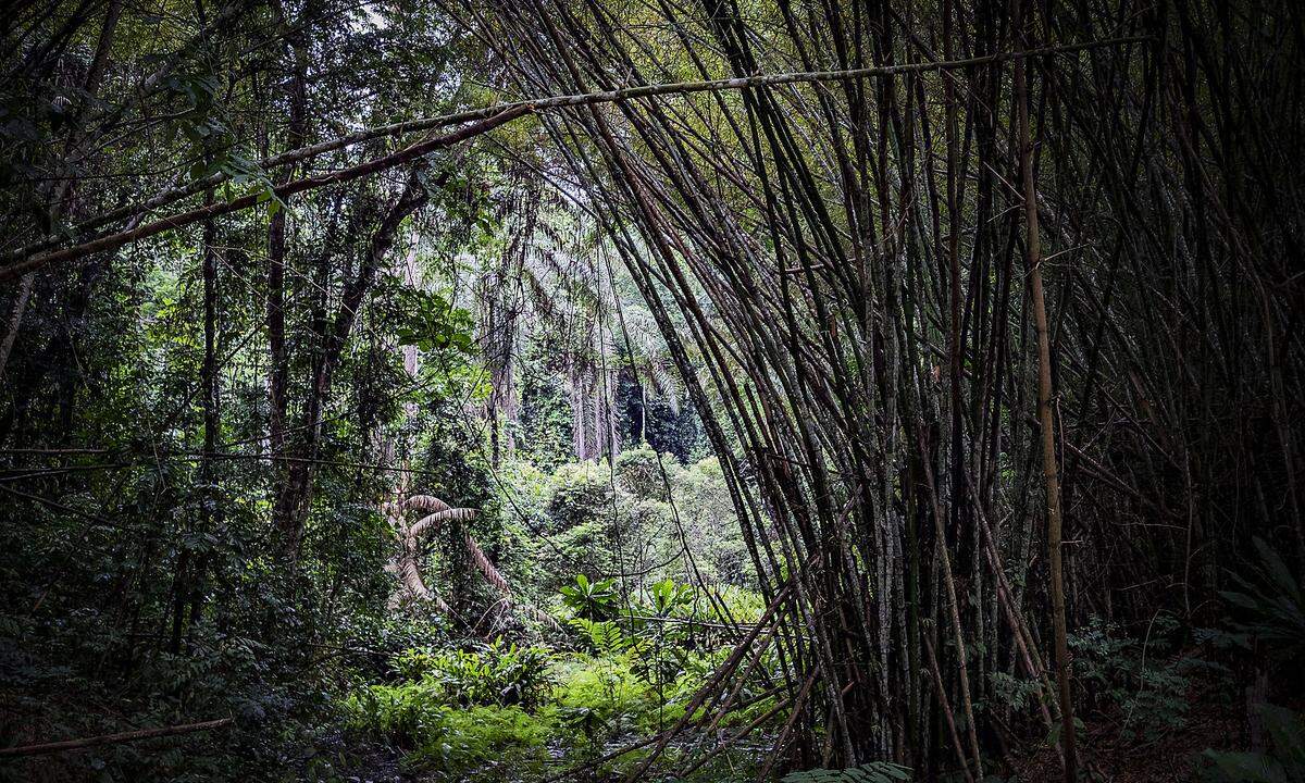 Grün haust die Straßen durch Zentralafrika ein. Manchmal bewegt man sich wie durch einen Tunnel. Große, gleichförmige Landschaften, in denen man kaum Tiere zu sehen bekommt.