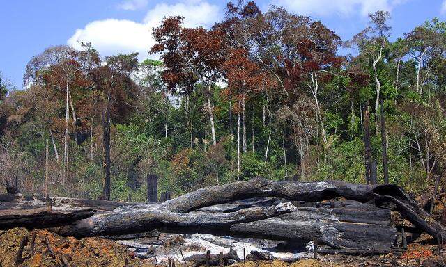 Brandrodung im Amazonas Regenwald Brasilien Amazonasgebiet slash and burn cultivation in the Amaz