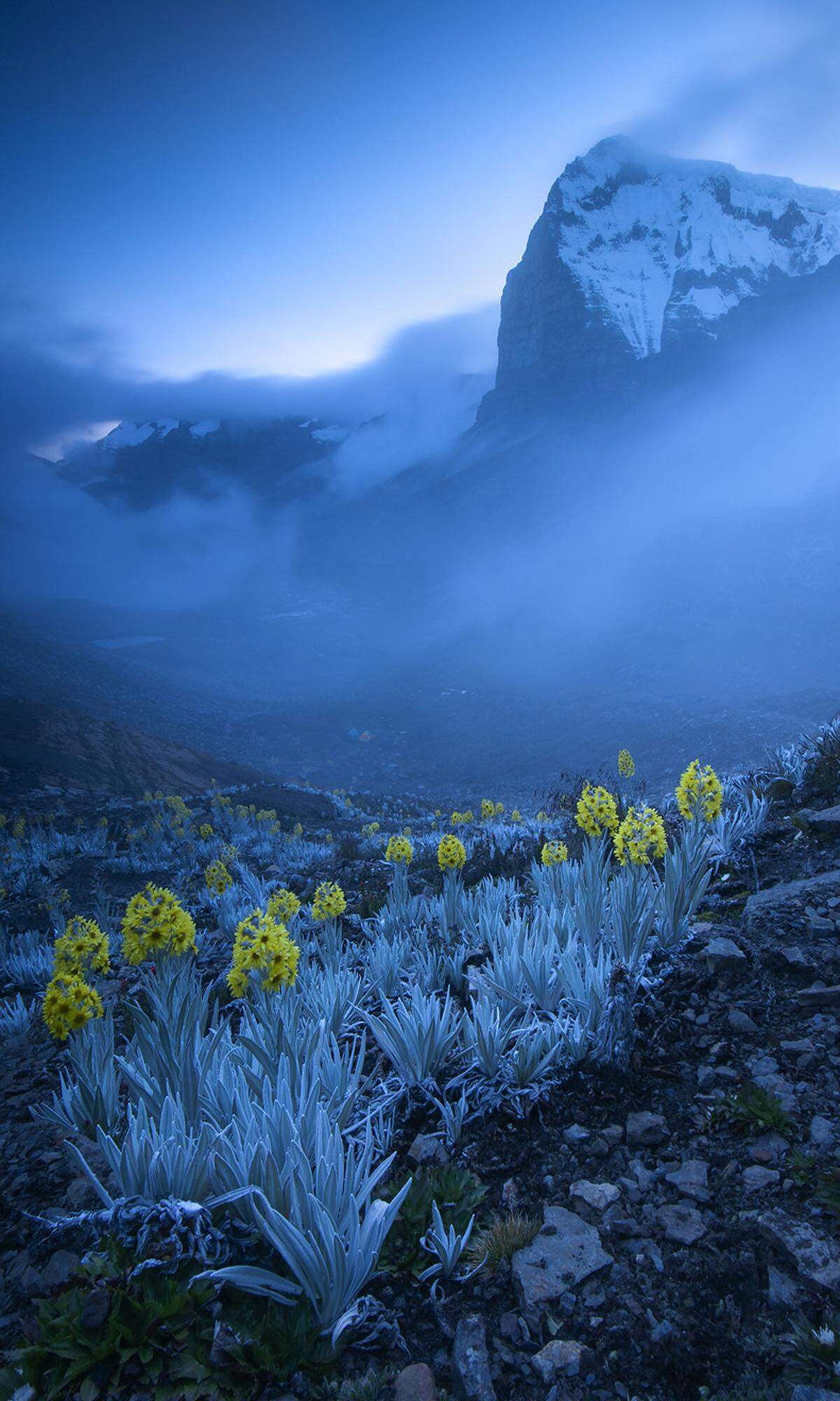 Der Ritak'Uwa Blanco ist einer der höchsten Gipfel in den kolombianischen Anden, doch Fotograf Gabriel Eisenband rückte vor allem die Blumen im Vordergrund in den Fokus.